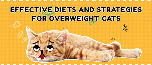 Effective-Diets-and-Strategies-for-Overweight-Cats FurryCircle