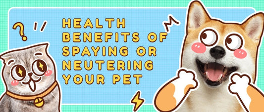 Health-Benefits-of-Spaying-or-Neutering-Your-Pet FurryCircle