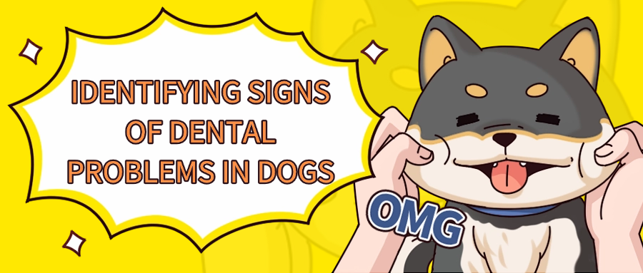 Picture Idea: Dog Dental Health Identifying Signs Of Dental Problems In Dogs