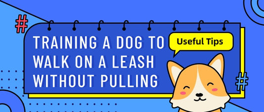 Training-a-Dog-to-Walk-on-a-Leash-Without-Pulling FurryCircle
