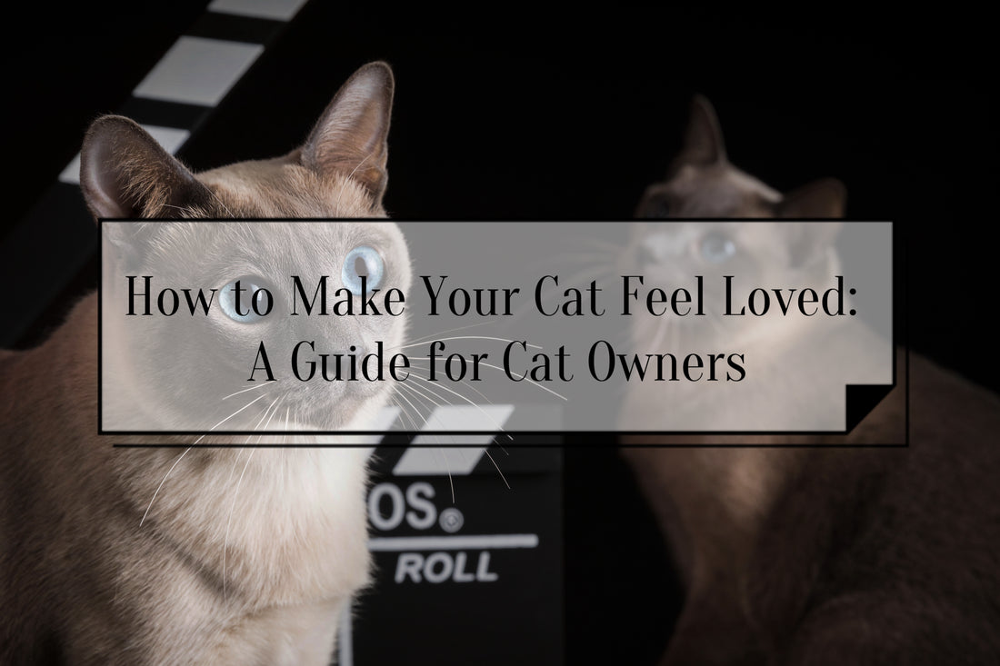 How-to-Make-Your-Cat-Feel-Loved-A-Guide-for-Cat-Owners FurryCircle