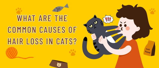 What-Are-The-Common-Causes-Of-Hair-Loss-In-Cats FurryCircle