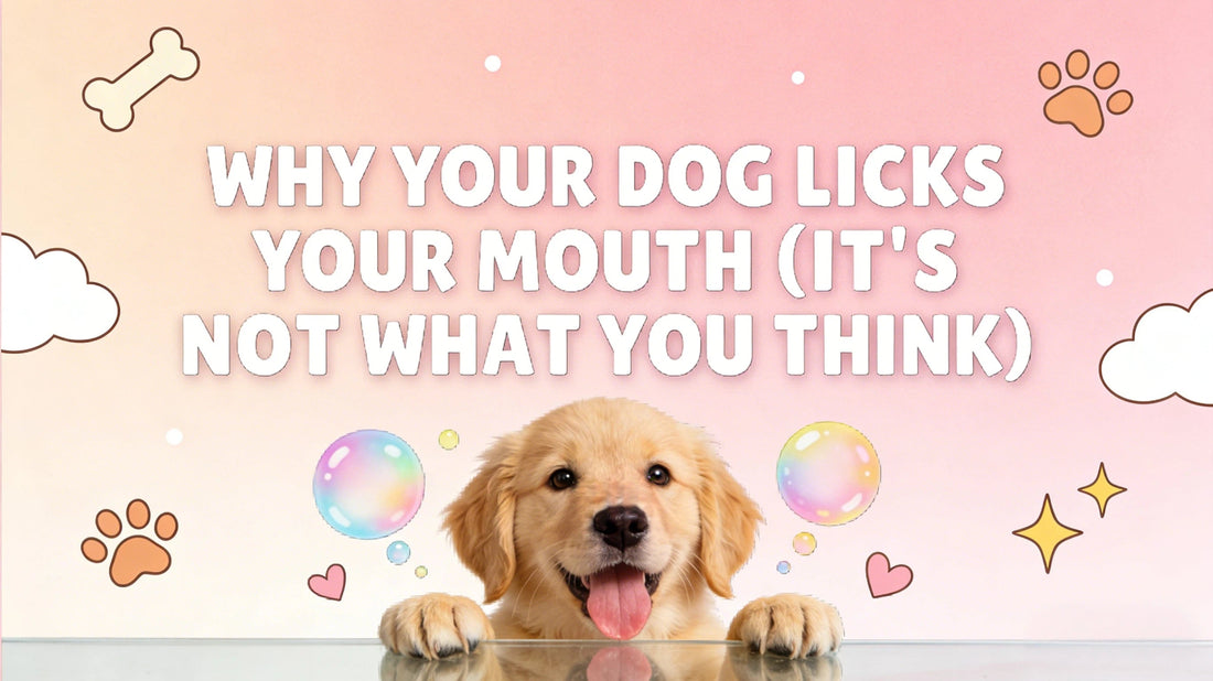 Why Your Dog Licks Your Mouth (It's Not What You Think)