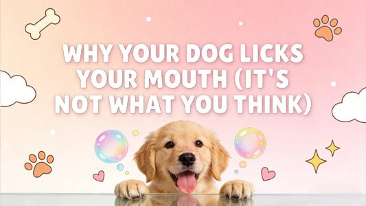 Why Your Dog Licks Your Mouth (It's Not What You Think)