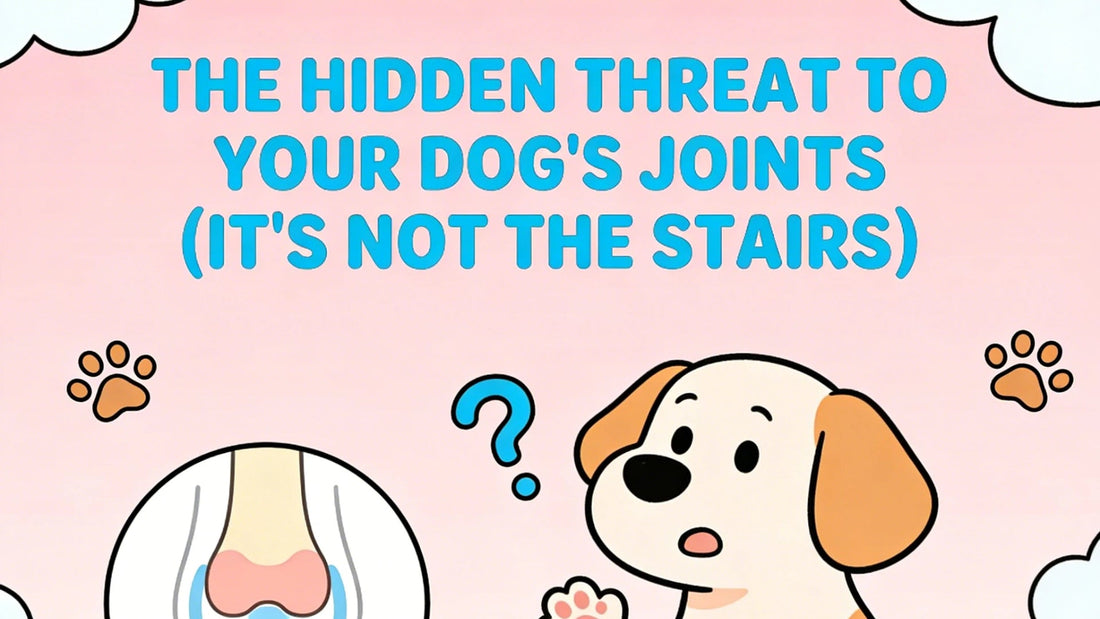 The Hidden Threat to Your Dog's Joints (It's Not the Stairs)