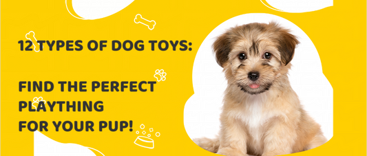 12 Types of Dog Toys: Find the Perfect Plaything for Your Pup!