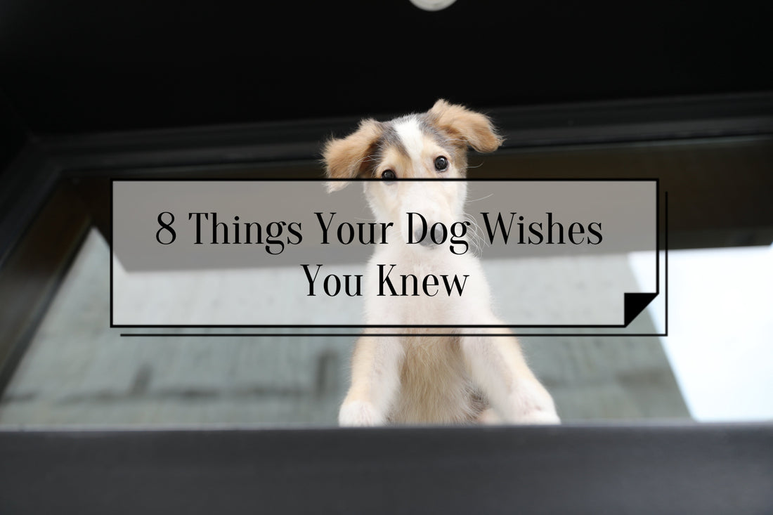 8-Things-Your-Dog-Wishes-You-Knew-Strengthening-the-Bond-with-Your-Furry-Friend FurryCircle