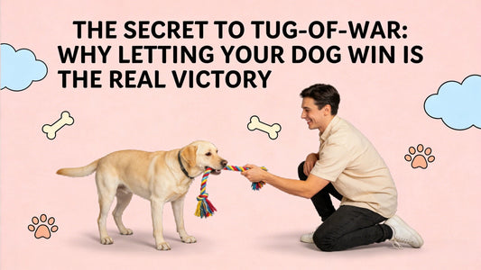 The Secret to Tug-of-War: Why Letting Your Dog Win is the Real Victory